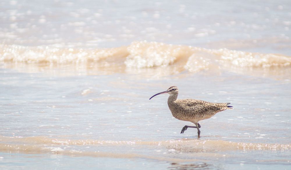 The American long-beaked curlew