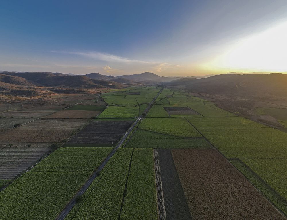 Sugar Cane