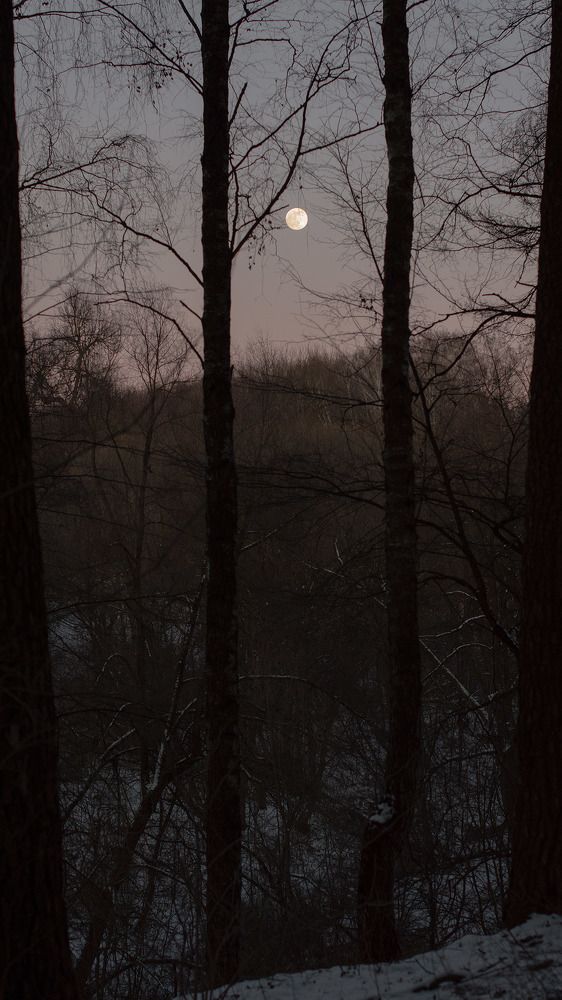 among the winter trees