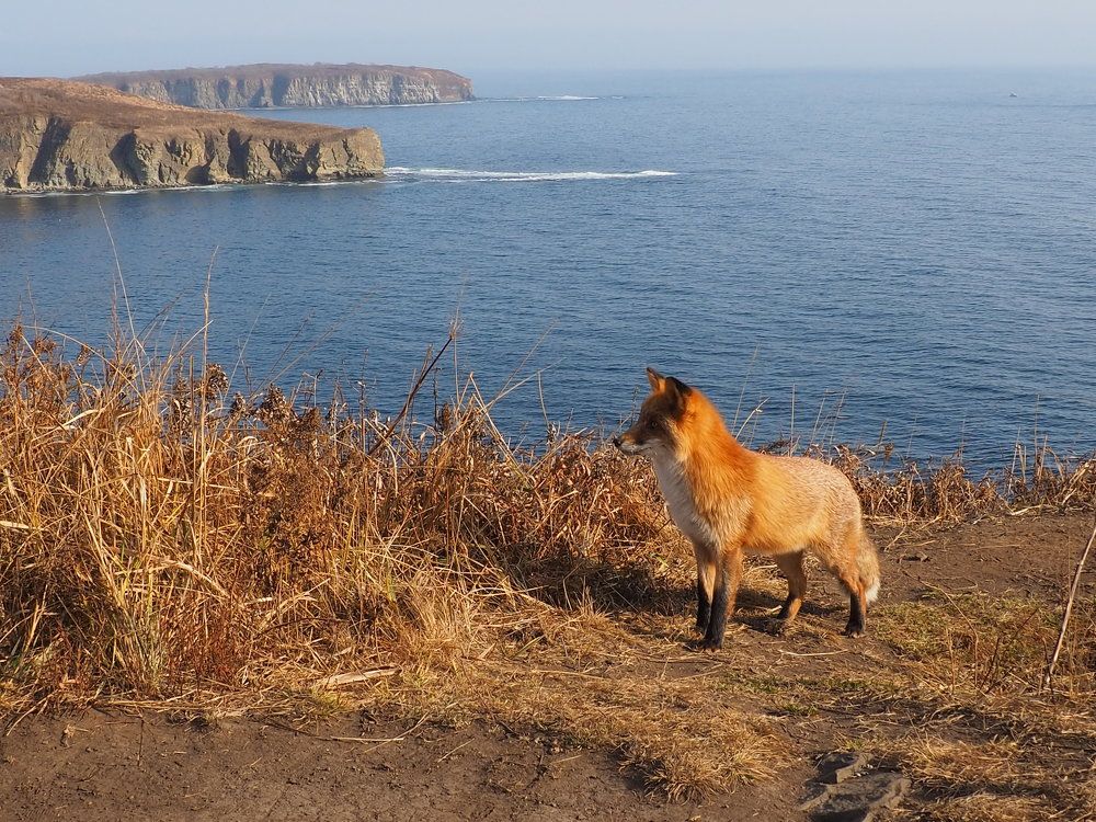 Рыжая красавица.