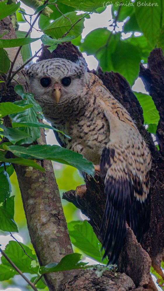 Photograph by Smita Behera