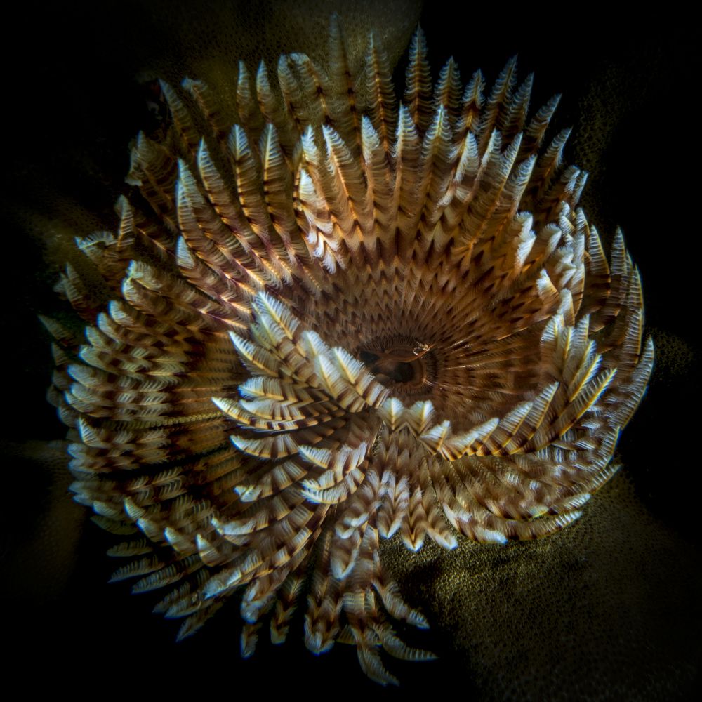 Feather Duster Worm