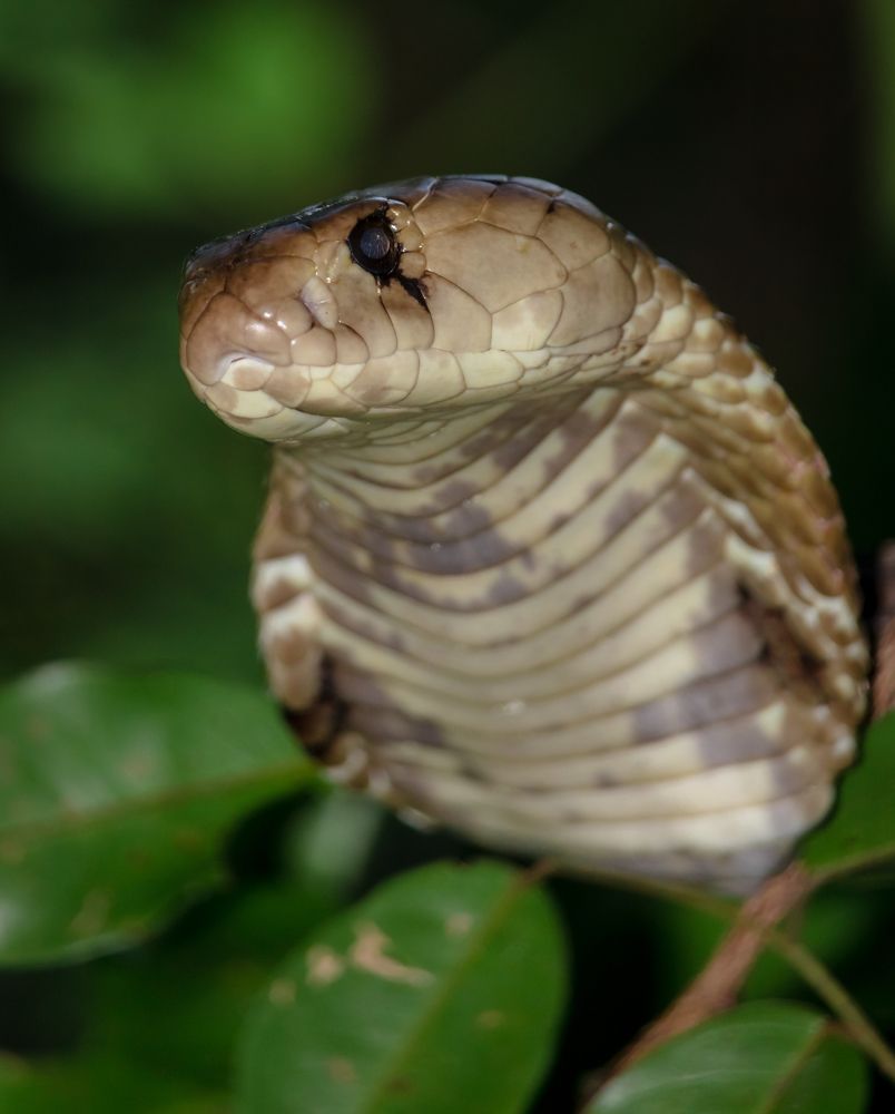 Bush Cobra
