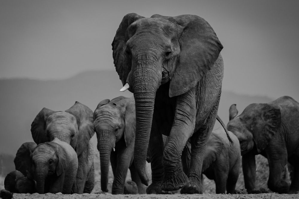 Autumn of the Matriarch