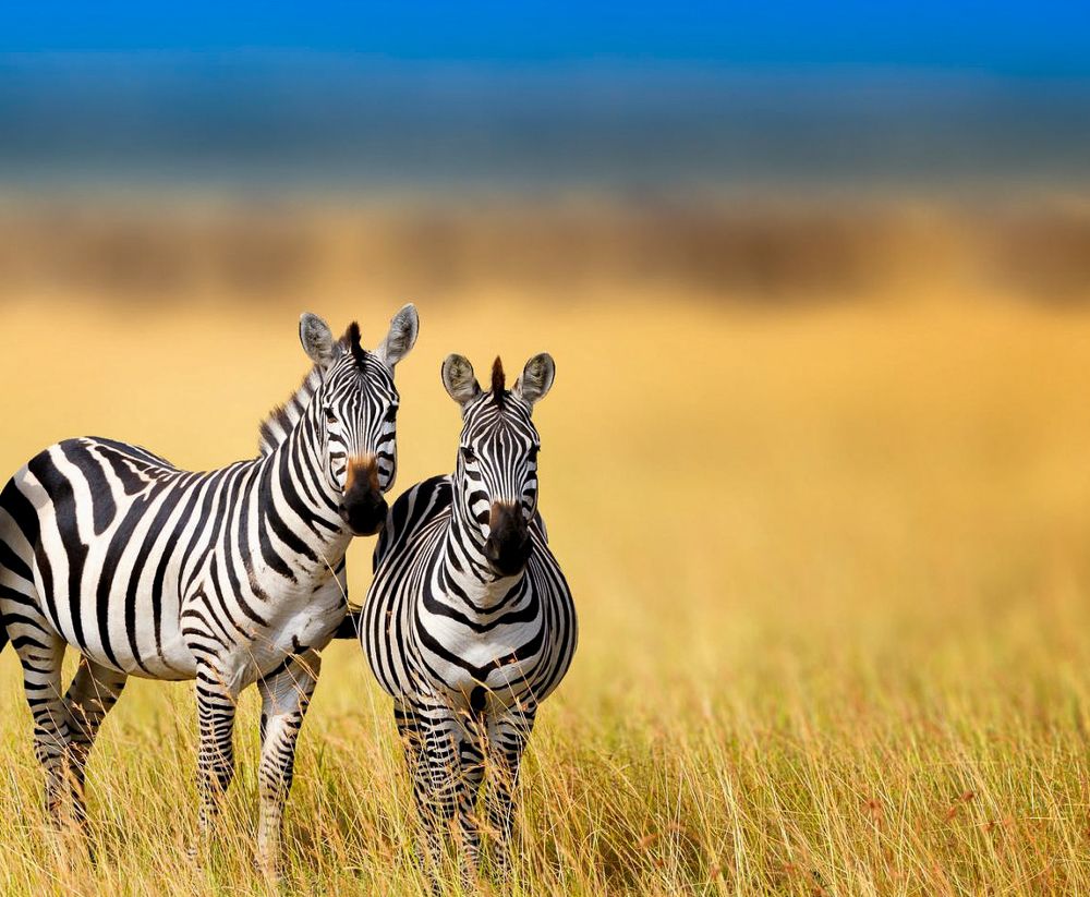 Photograph by Avani Dhanani