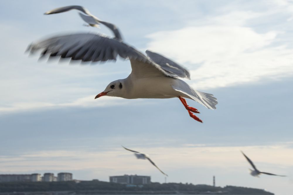 Photograph by Олег Башкуров