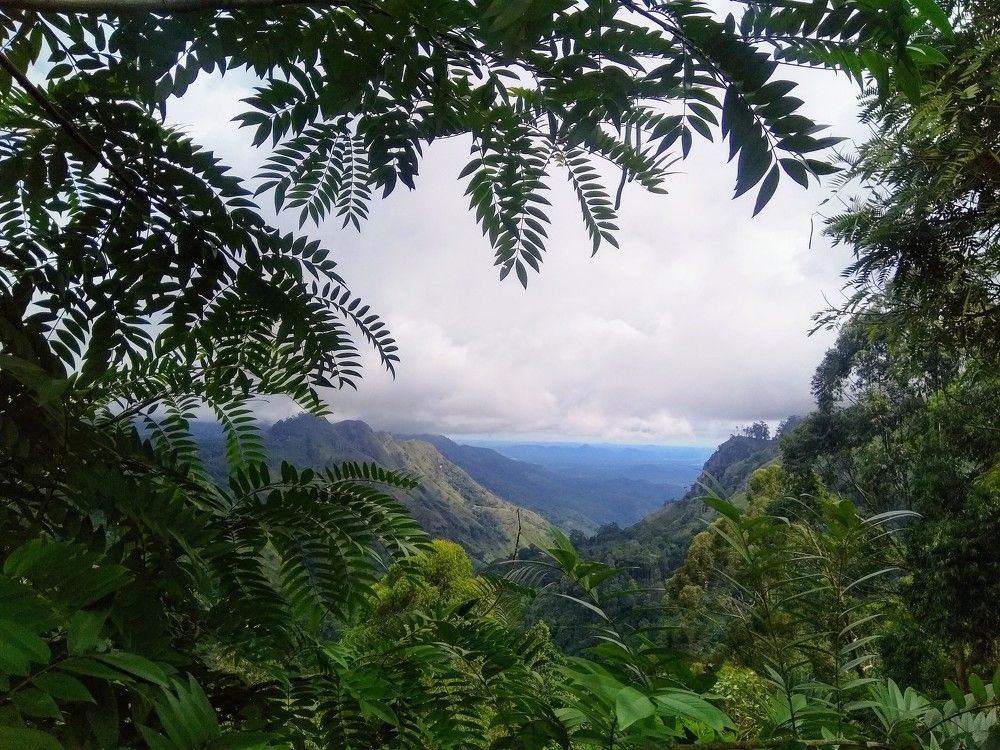 Photograph by Thilantha Abeysinghe