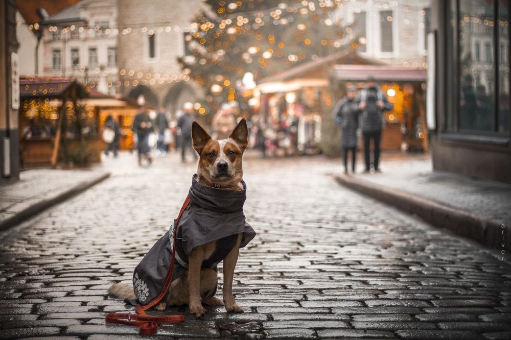 Photograph by Arianna Vernik