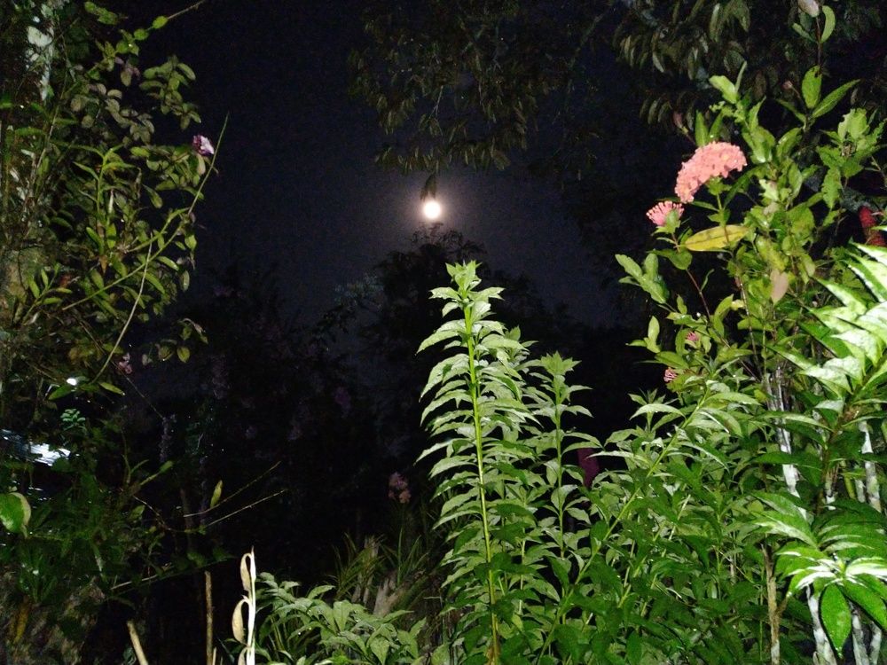 The Night of Decree