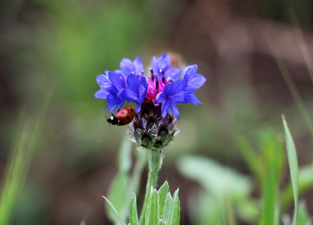 Photograph by Юлия Гудевич