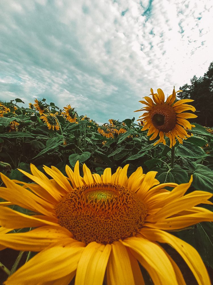 Фотография автора Juli Vvelentini