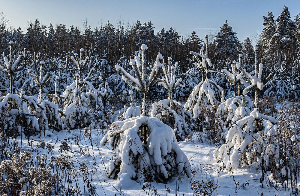 Фотография автора Михаил Пшеннов