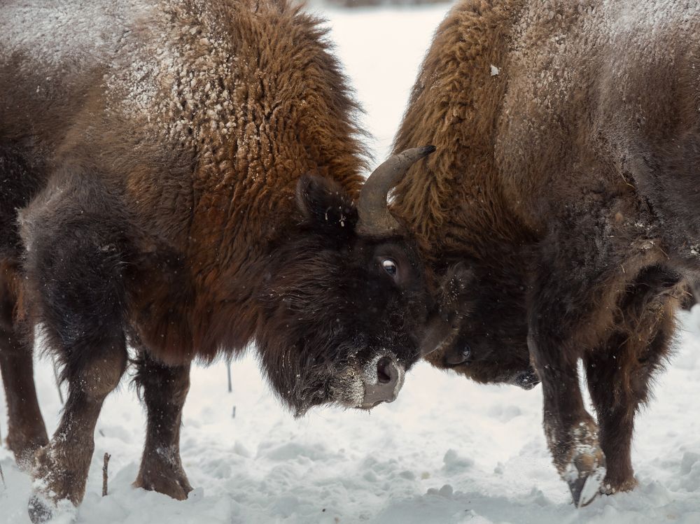 Зубры выясняют отношения
