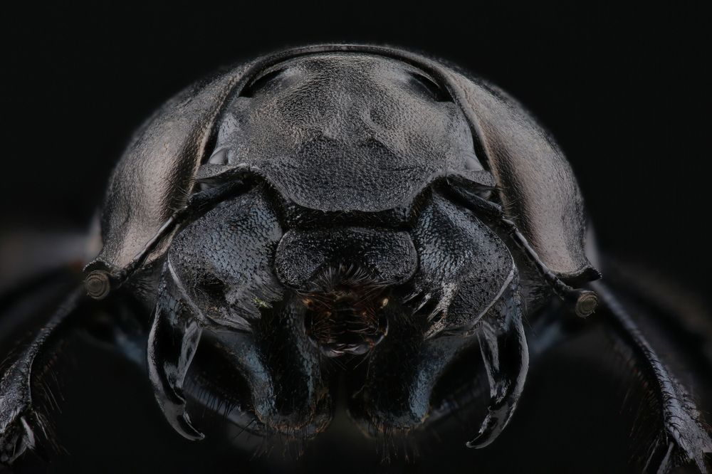 Photograph by Виталий Гулай