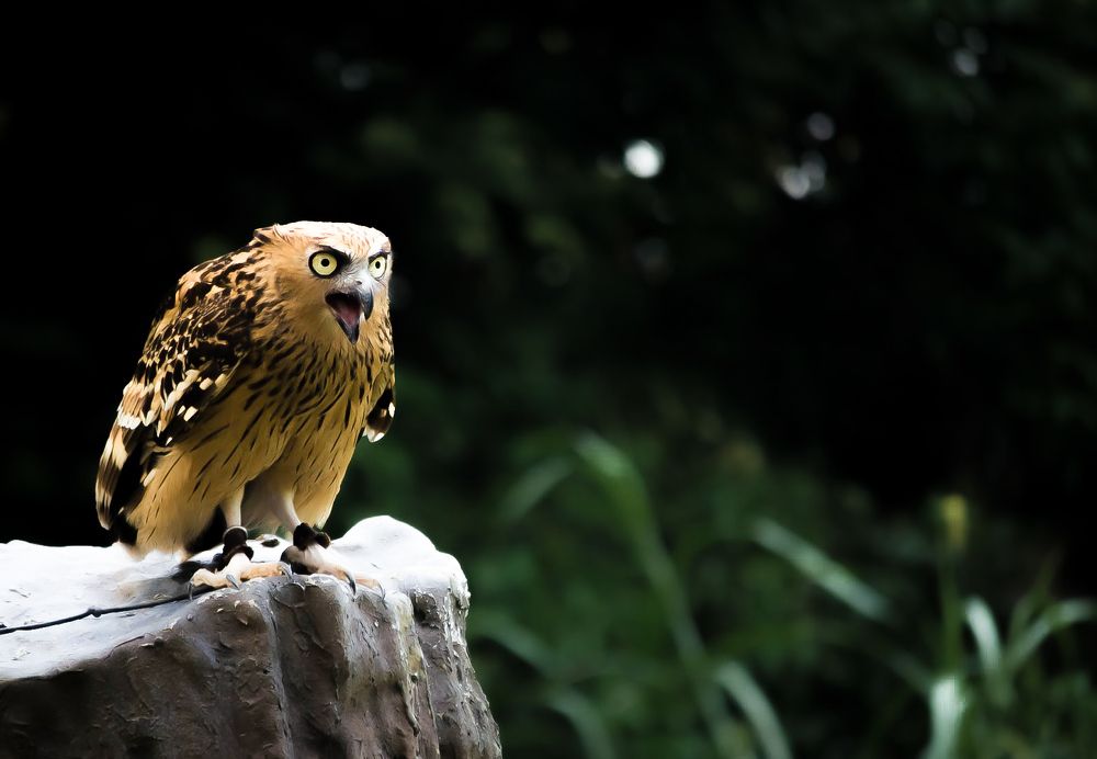Photograph by Gopinath