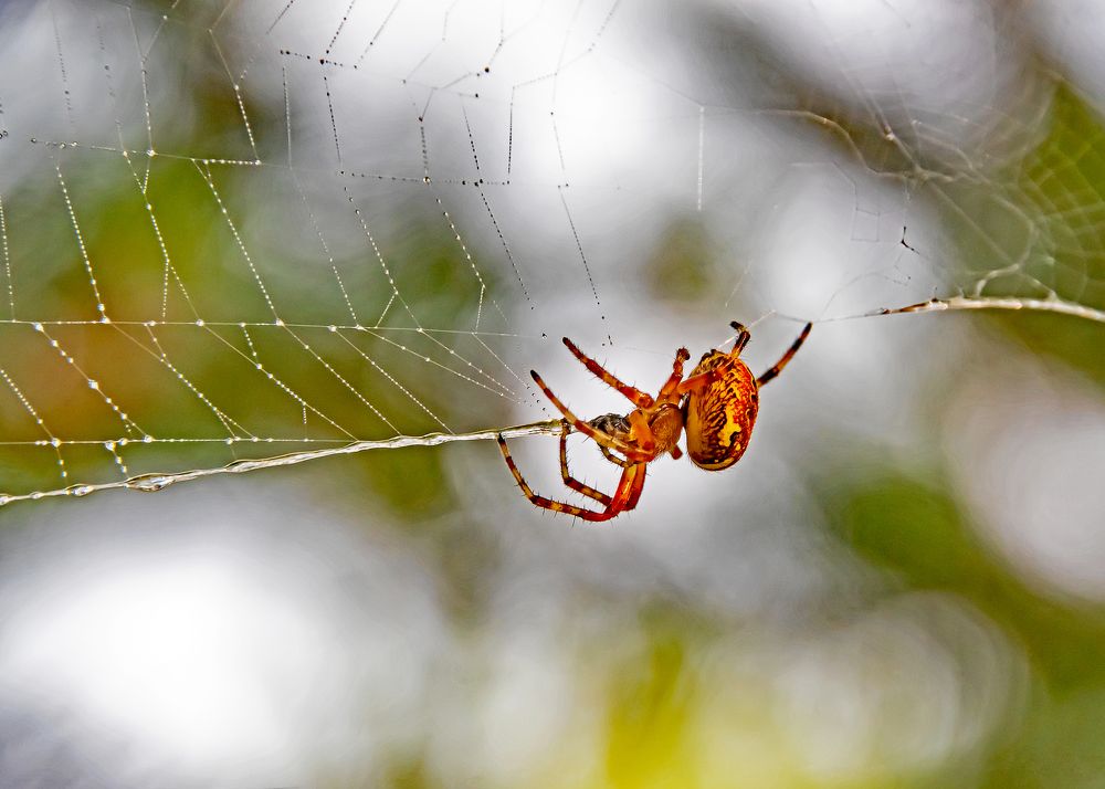 Photograph by Александр Козин