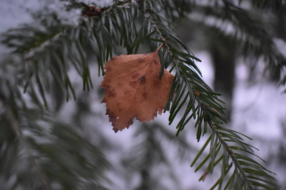 Photograph by Сергей Головин