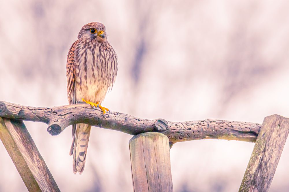 Photograph by Ellen Lichtenheldt