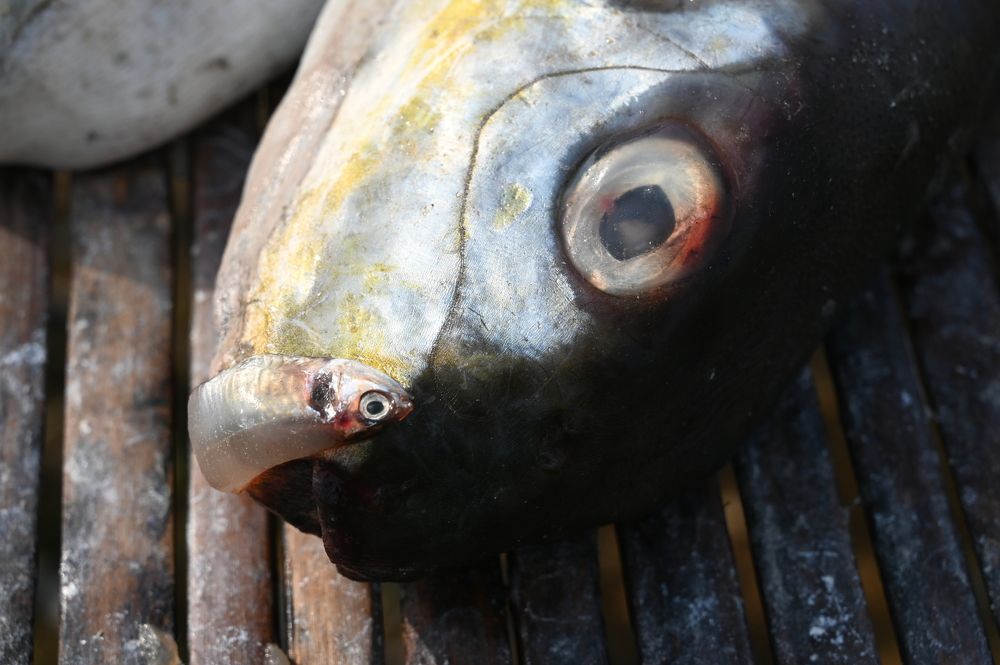 Photograph by Mumtahina Rahman