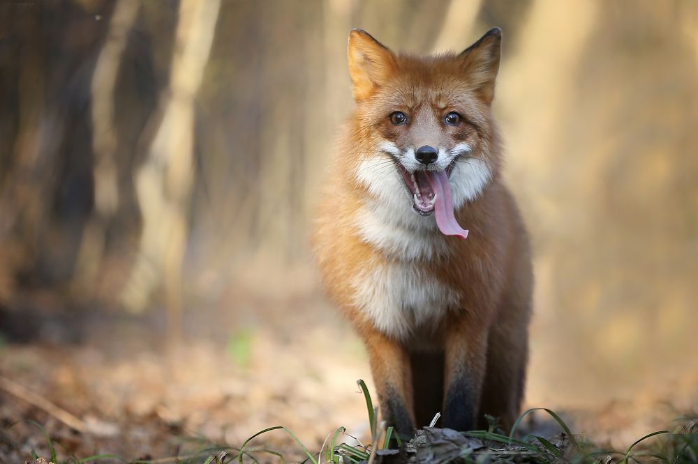 Photograph by Андрей Ершов