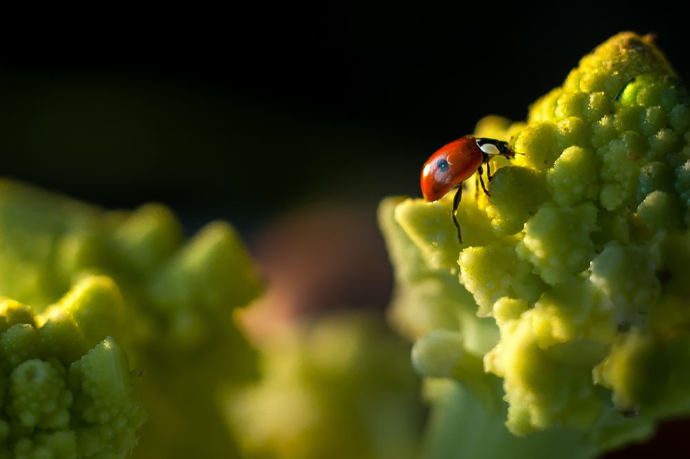 Photograph by Ирина Авельви