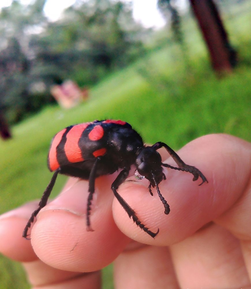 Photograph by bhardwaj vipin