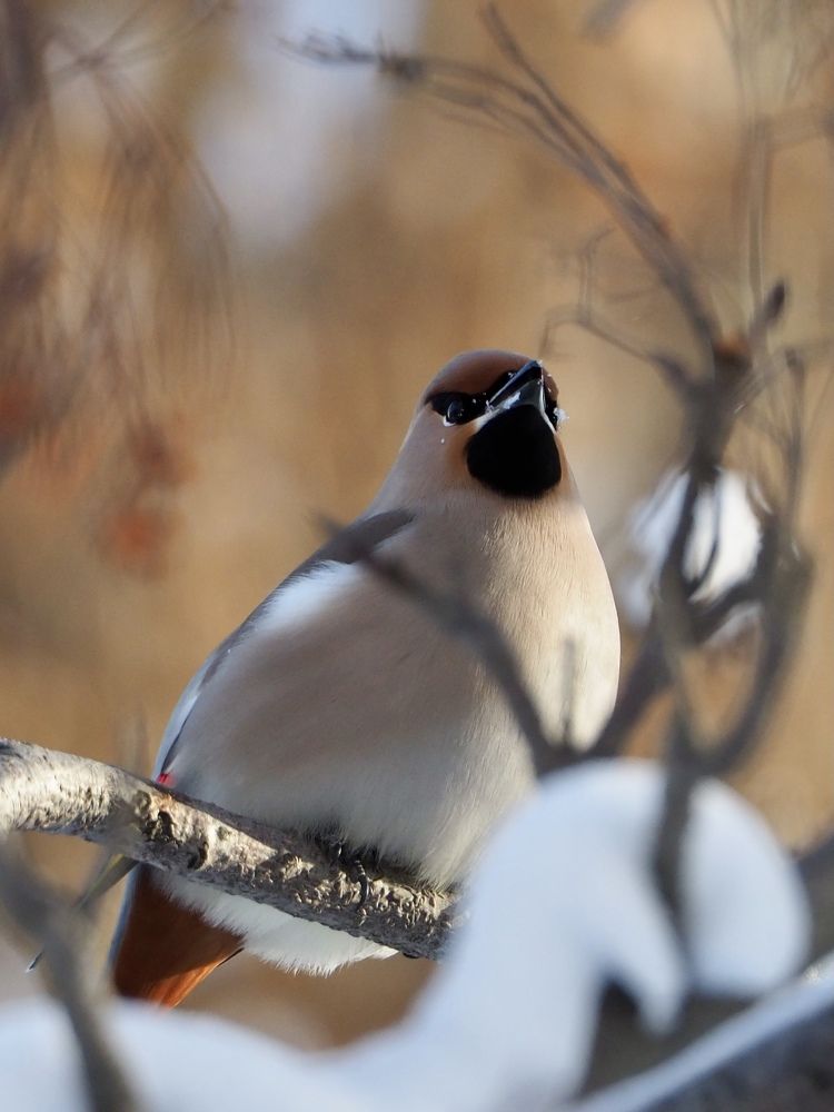 Photograph by Юлия Поршнева