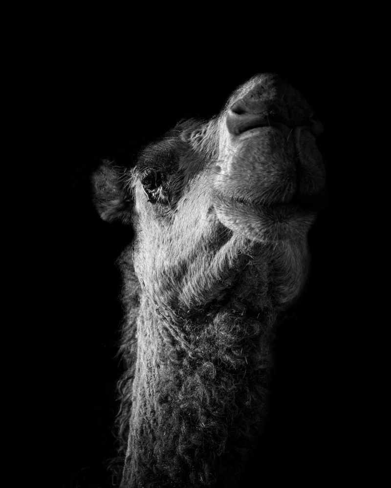 Photograph by Haya Al Nafisi