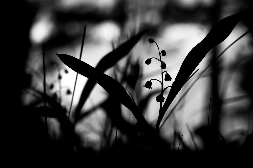 Photograph by Alexey Korolyov