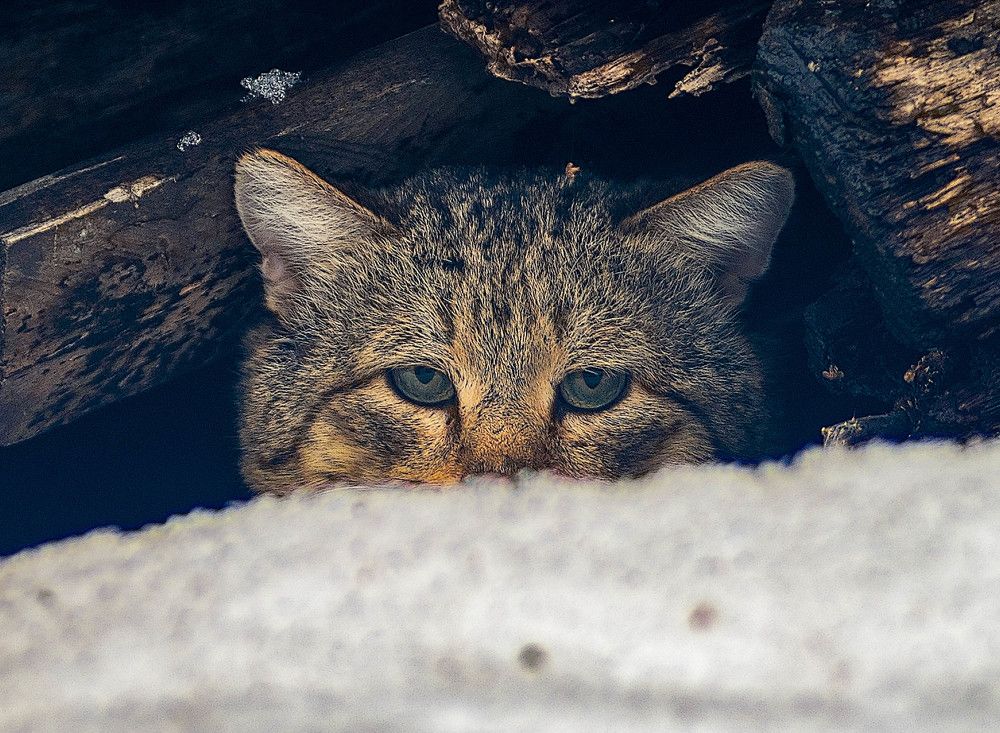 Фотография автора Владимир Оликов