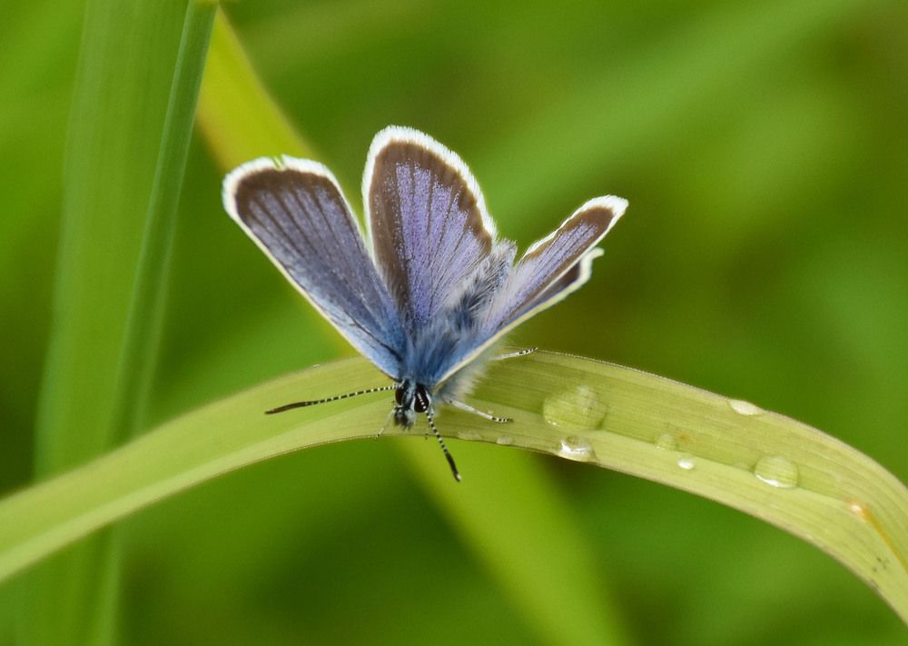 Photograph by Эльвира Быкова