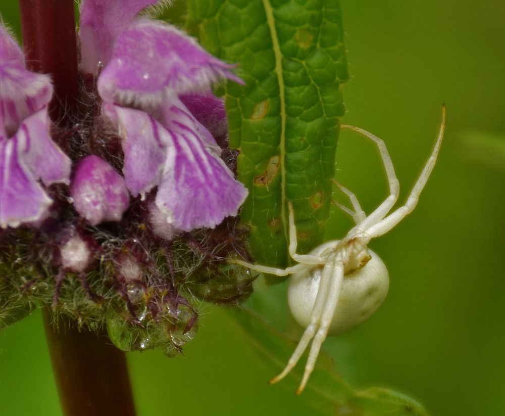 Photograph by Эльвира Быкова