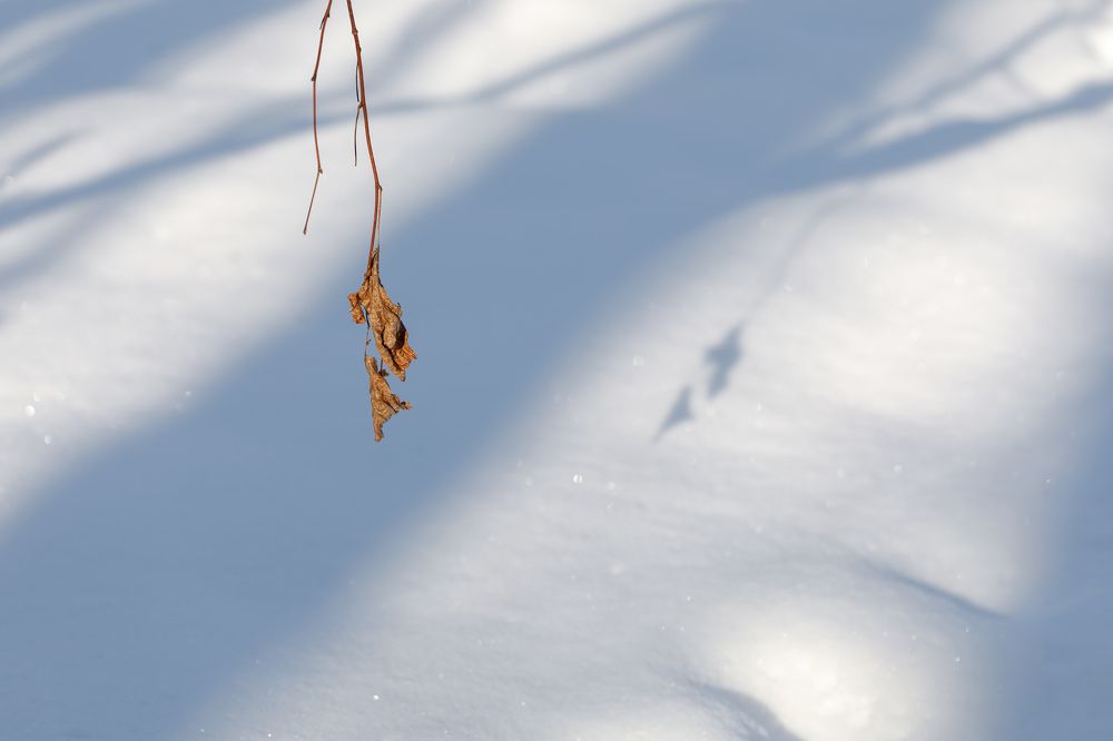 A dry branch on a tree with a shadow in the snow. Minimalism.