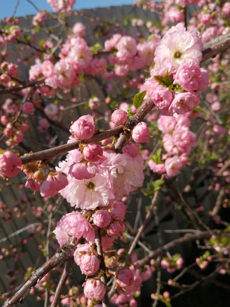 шикарный миндаль