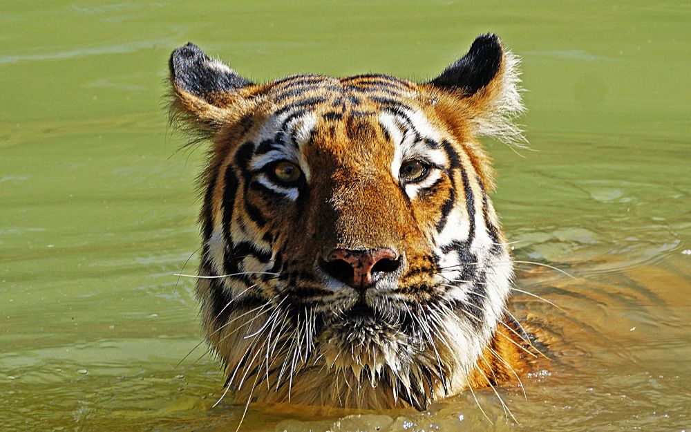 Photograph by Nirmalya Chakraborty