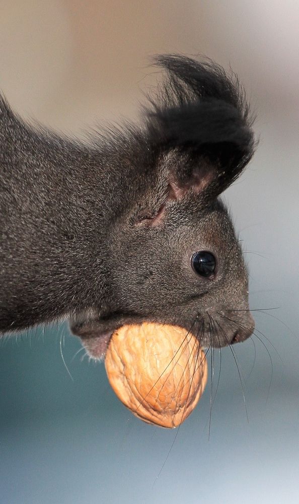 Нет, не треснет!