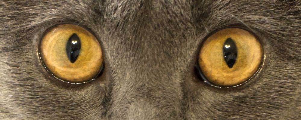 Глаза шотланской вислоухой кошки