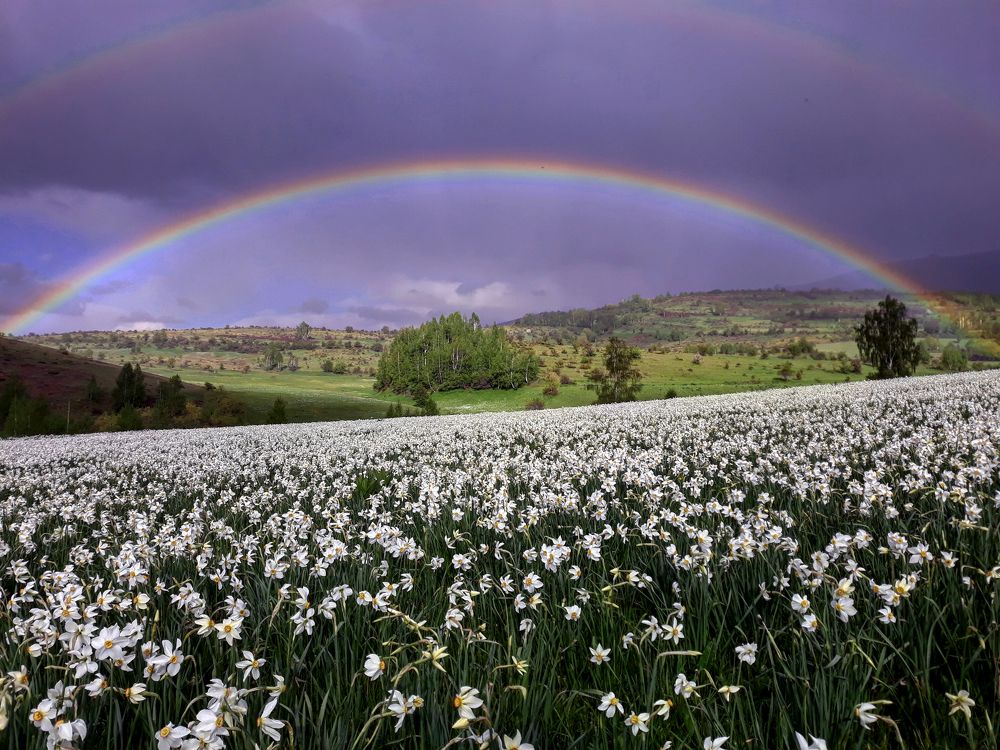 Rainbow and Narcissus spring flowers