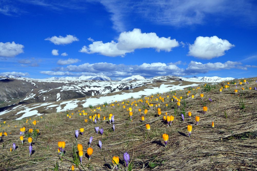 Spring Landscape with Many Crocuses in The mountain