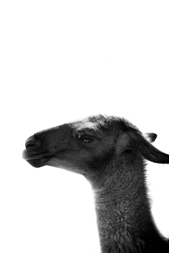 Photograph by Haya Al Nafisi