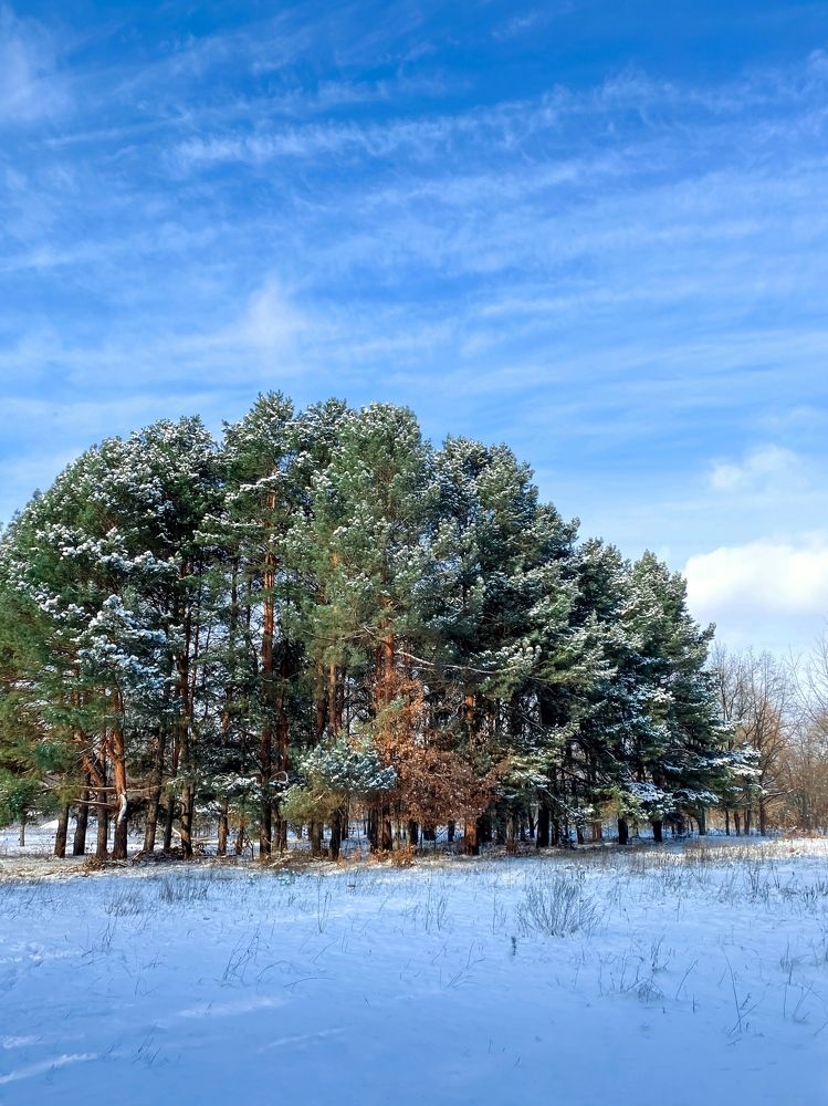At the edge of the forest