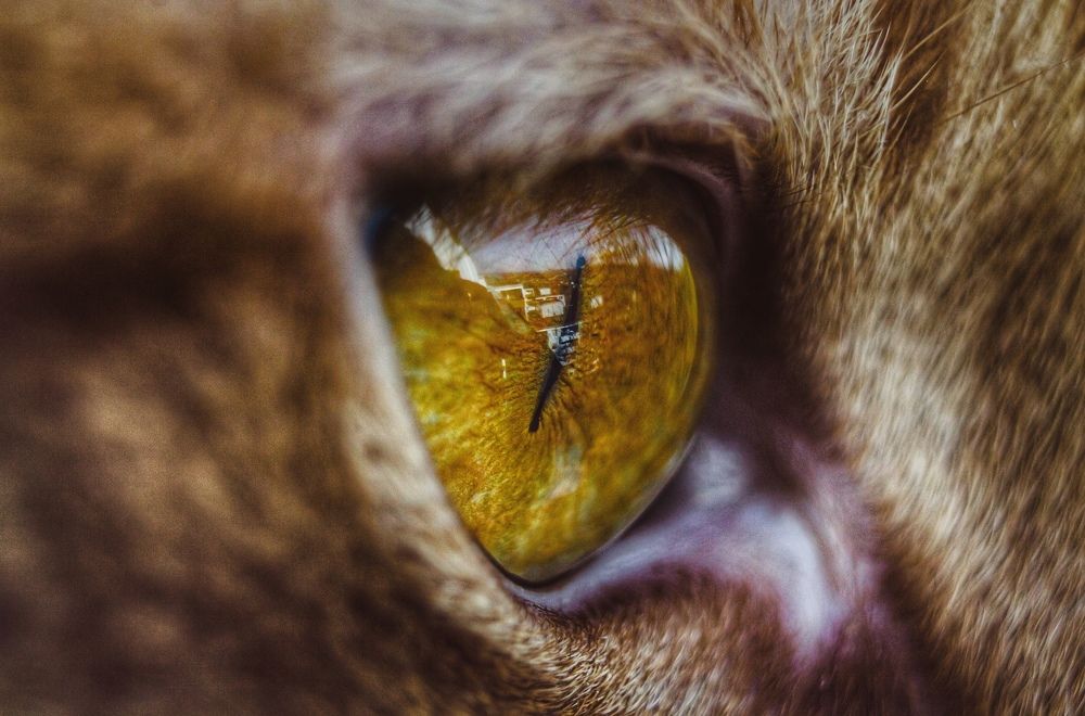 Всевидящее око