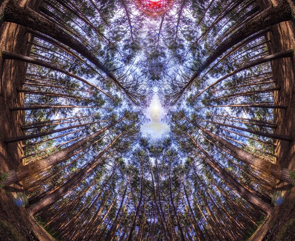 Лесные этюды