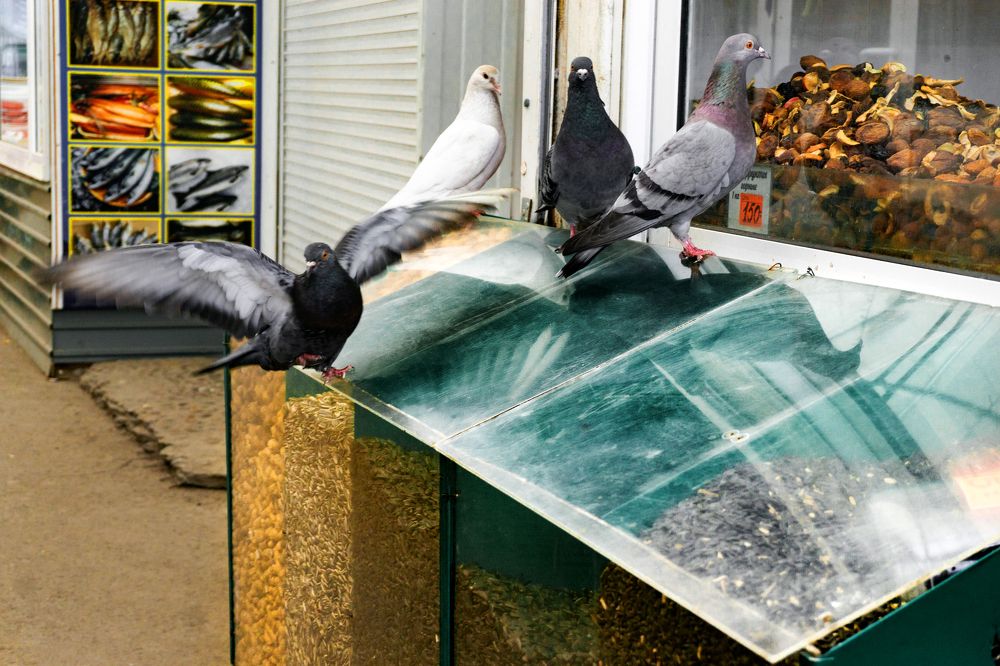 Photograph by Щербакова Галина