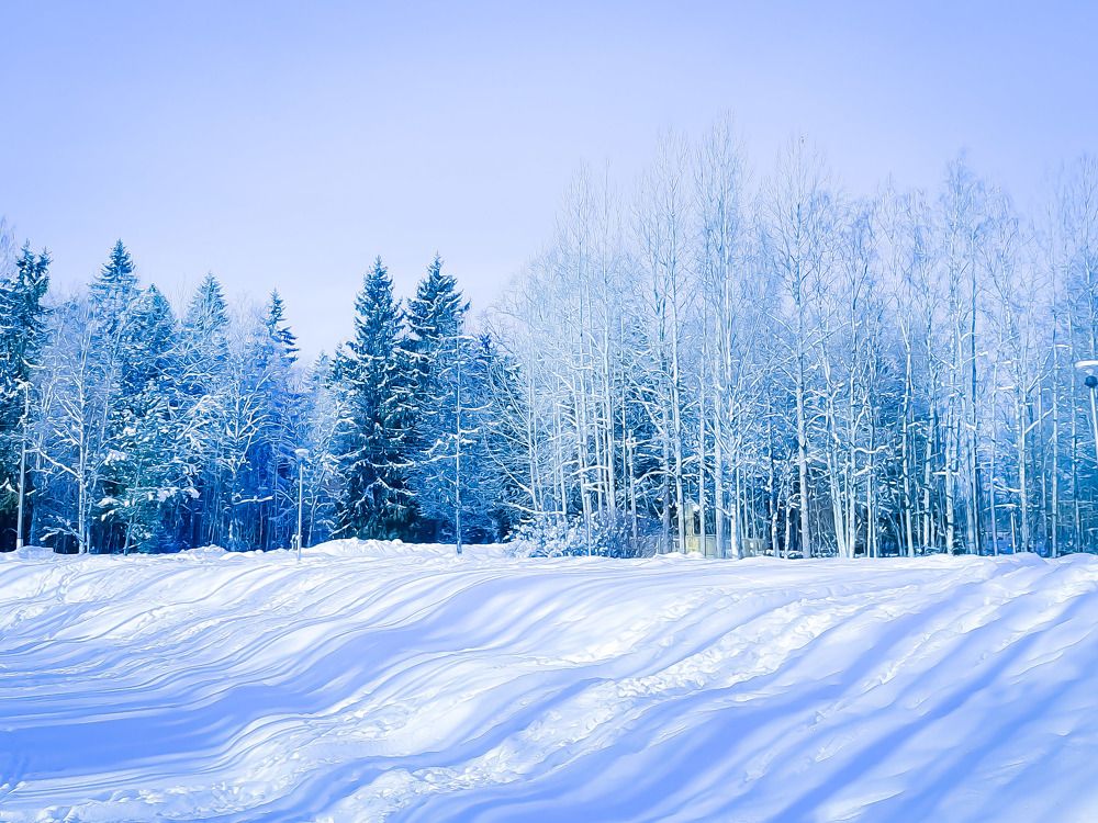 Тени деревьев.