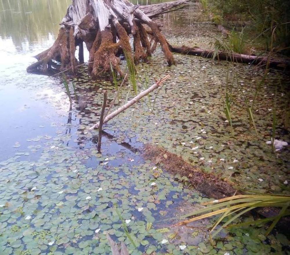 озеро на Первомайке