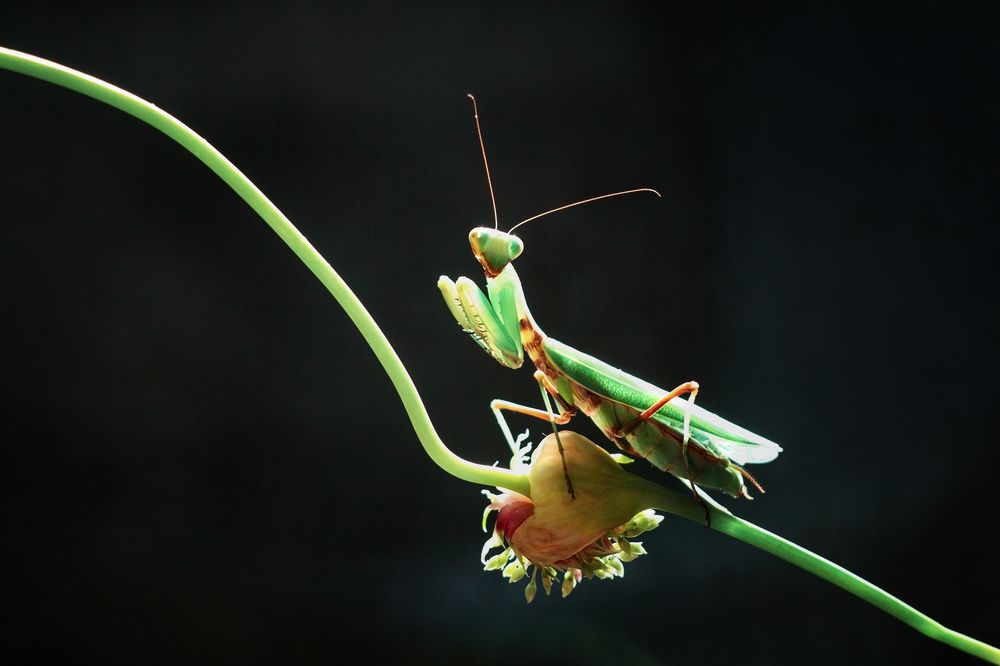 Photograph by Юлия Яремко