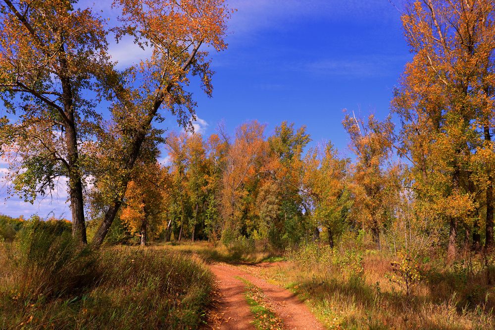 Дорога в осень