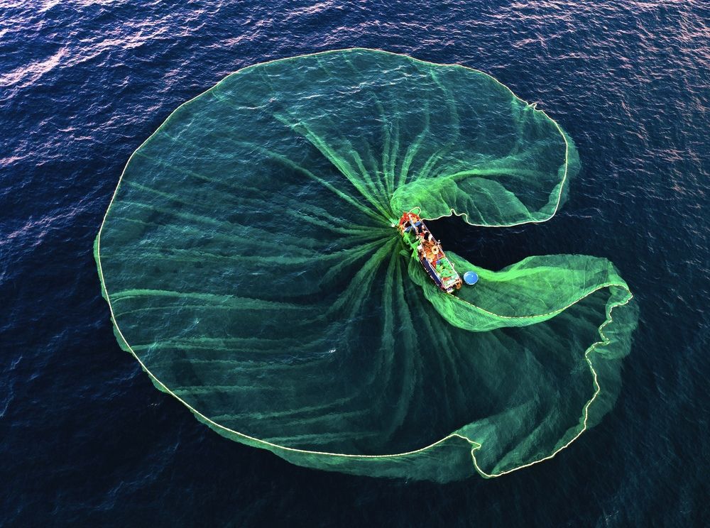 Catching fish by tunny net