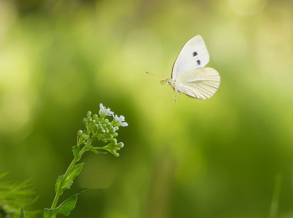 Photograph by ali bakhshi